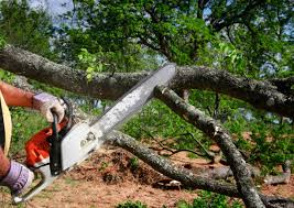 Wortham, TX Tree Care Services Company